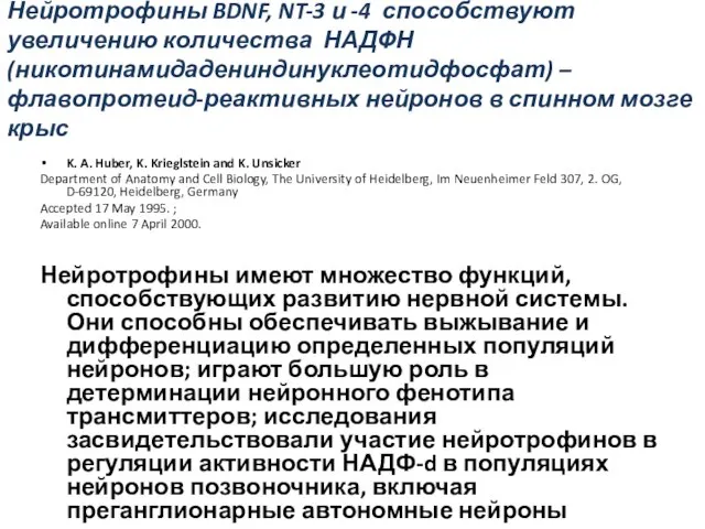 Нейротрофины BDNF, NT-3 и -4 способствуют увеличению количества НАДФН (никотинамидадениндинуклеотидфосфат) – флавопротеид-реактивных