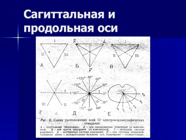 Сагиттальная и продольная оси