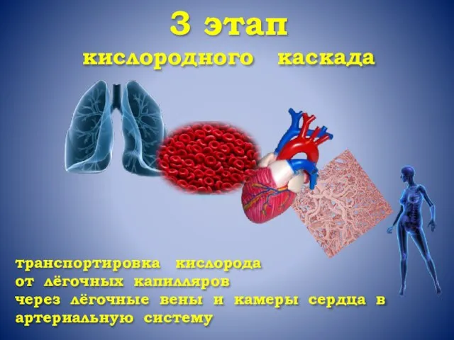 3 этап кислородного каскада транспортировка кислорода от лёгочных капилляров через лёгочные вены