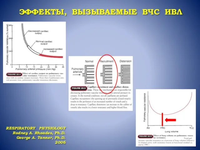 ЭФФЕКТЫ, ВЫЗЫВАЕМЫЕ ВЧС ИВЛ RESPIRATORY PHYSIOLOGY Rodney A. Rhoades, Ph.D. George A. Tanner, Ph.D. 2006