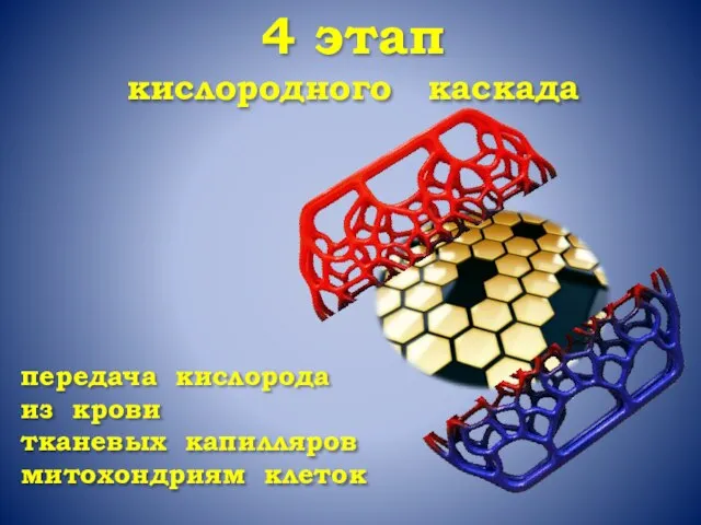 4 этап кислородного каскада передача кислорода из крови тканевых капилляров митохондриям клеток