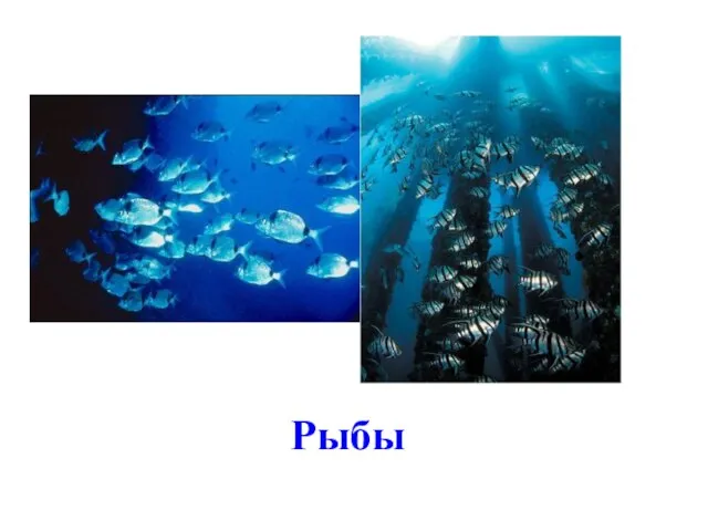 Рыбы