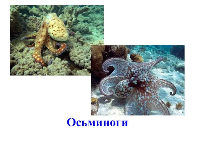 Осьминоги