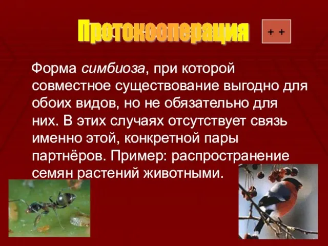 Протокооперация Форма симбиоза, при которой совместное существование выгодно для обоих видов, но