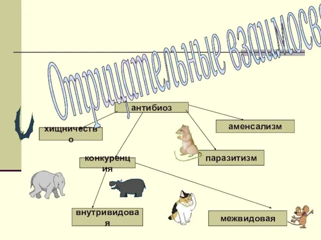 антибиоз хищничество аменсализм конкуренция паразитизм внутривидовая межвидовая Отрицательные взаимосвязи: