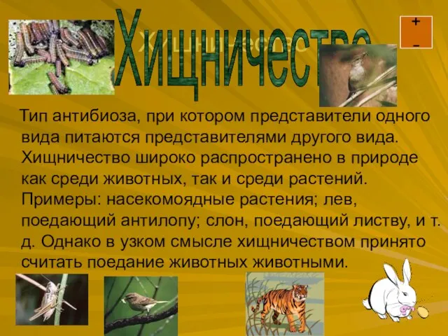 Хищничество Тип антибиоза, при котором представители одного вида питаются представителями другого вида.