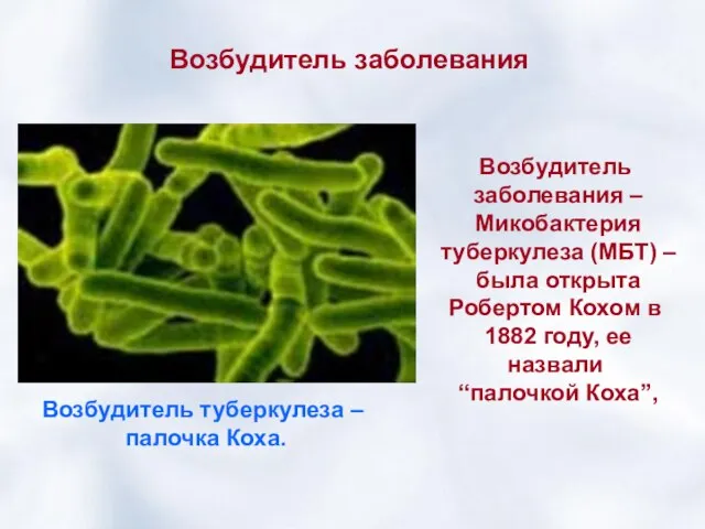 Возбудитель заболевания Возбудитель заболевания – Микобактерия туберкулеза (МБТ) – была открыта Робертом