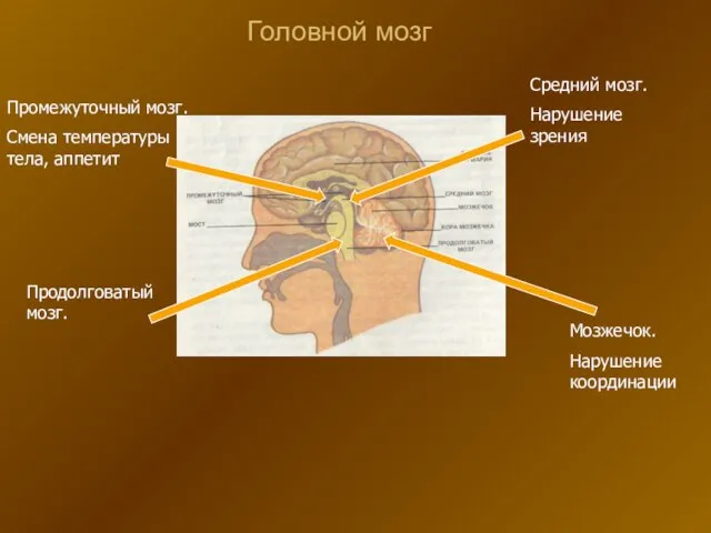 Головной мозг Мозжечок. Нарушение координации Средний мозг. Нарушение зрения Промежуточный мозг. Смена