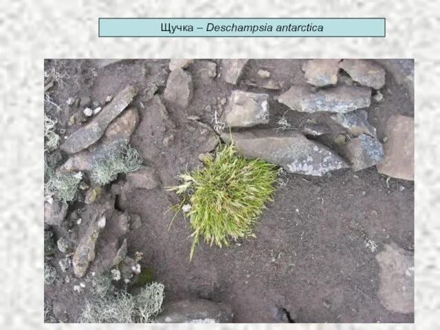 Щучка – Deschampsia antarctica