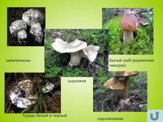 шампиньоны шампиньоны Белый гриб (единичная находка) Груздь белый и черный подосиновики сыроежки
