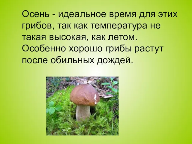 Осень - идеальное время для этих грибов, так как температура не такая