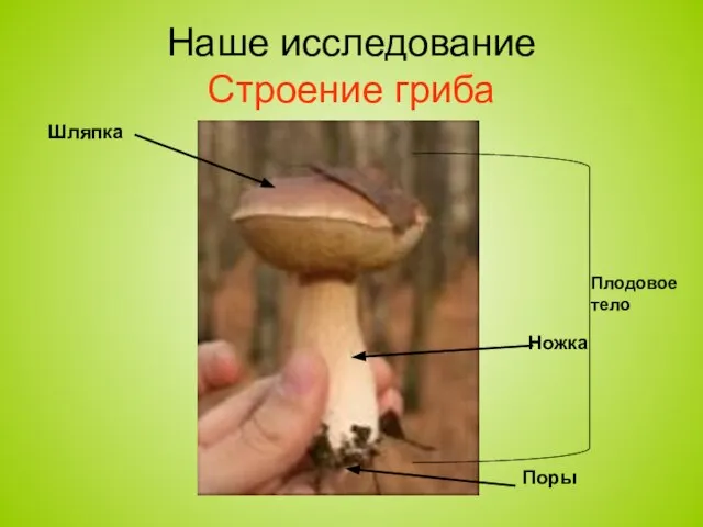 Наше исследование Строение гриба Шляпка Ножка Поры Плодовое тело