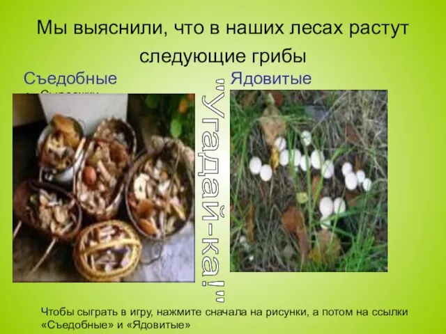 Мы выяснили, что в наших лесах растут следующие грибы Съедобные Сыроежки Моховики