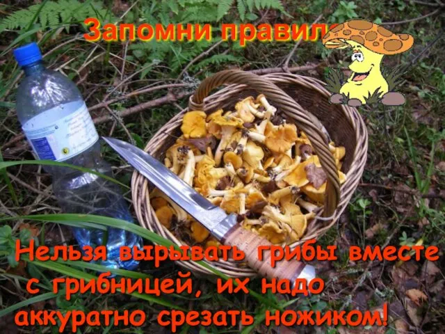 Плодовое тело Что то, что мы привыкли называть грибом, не совсем гриб.