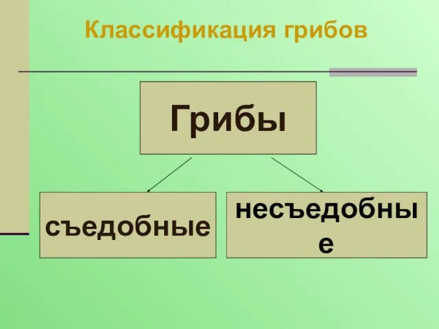 Грибы съедобные несъедобные Классификация грибов