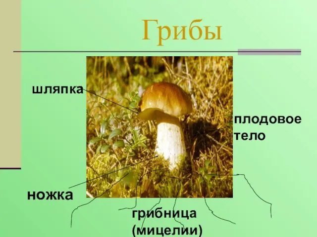 Грибы шляпка ножка плодовое тело грибница (мицелии)