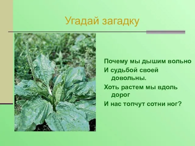 Почему мы дышим вольно И судьбой своей довольны. Хоть растем мы вдоль