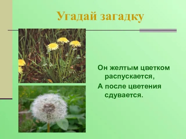 Угадай загадку Он желтым цветком распускается, А после цветения сдувается.