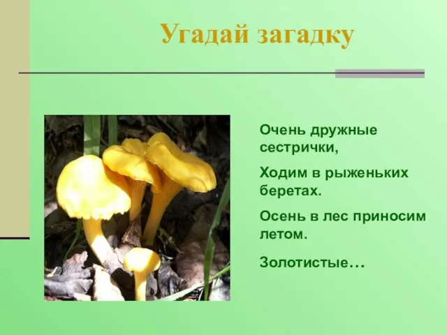 Угадай загадку Очень дружные сестрички, Ходим в рыженьких беретах. Осень в лес приносим летом. Золотистые…