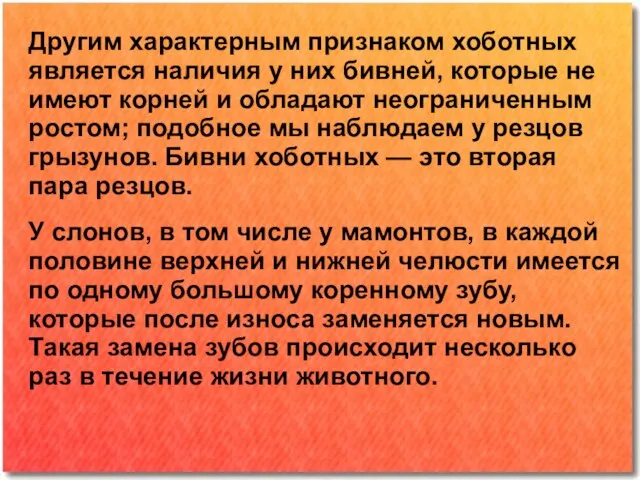 Другим характерным признаком хоботных является наличия у них бивней, которые не имеют