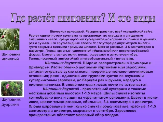 Шиповник иглистый. Распространен по всей уссурийской тайге. Растет одиночно или группами на