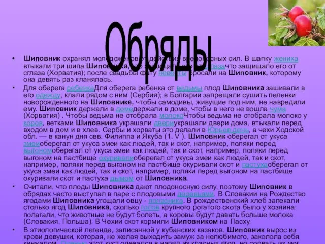 Шиповник охранял молодоженов от действия вредоносных сил. В шапку жениха втыкали три