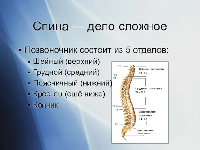 Спина — дело сложное Позвоночник состоит из 5 отделов: Шейный (верхний) Грудной