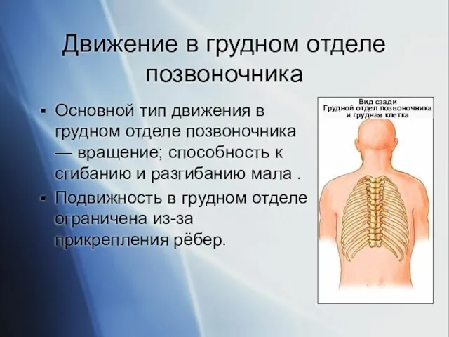 Движение в грудном отделе позвоночника Основной тип движения в грудном отделе позвоночника