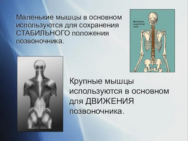 Маленькие мышцы в основном используются для сохранения СТАБИЛЬНОГО положения позвоночника. Крупные мышцы