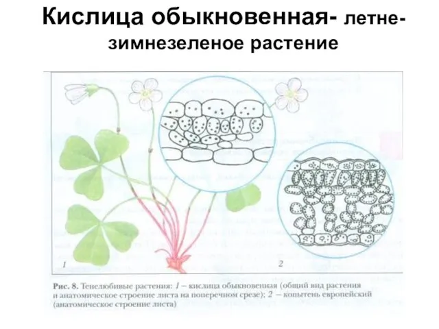 Кислица обыкновенная- летне-зимнезеленое растение