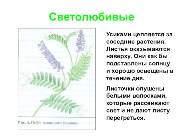 Светолюбивые Усиками цепляется за соседние растения. Листья оказываются наверху. Они как бы