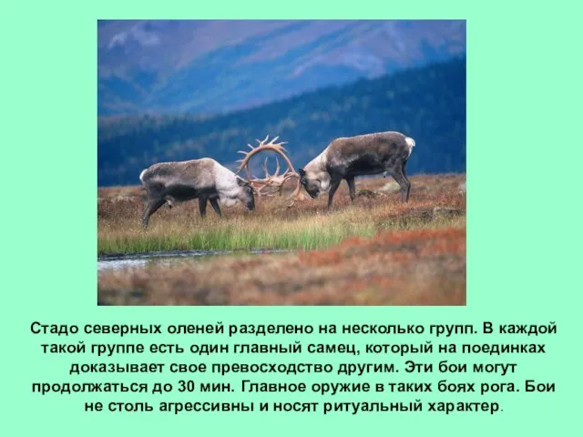 Стадо северных оленей разделено на несколько групп. В каждой такой группе есть