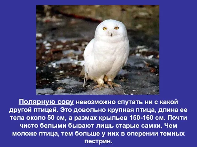 Полярную сову невозможно спутать ни с какой другой птицей. Это довольно крупная