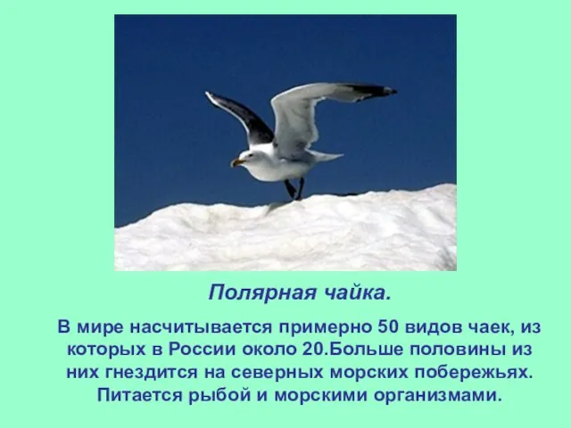 Полярная чайка. В мире насчитывается примерно 50 видов чаек, из которых в