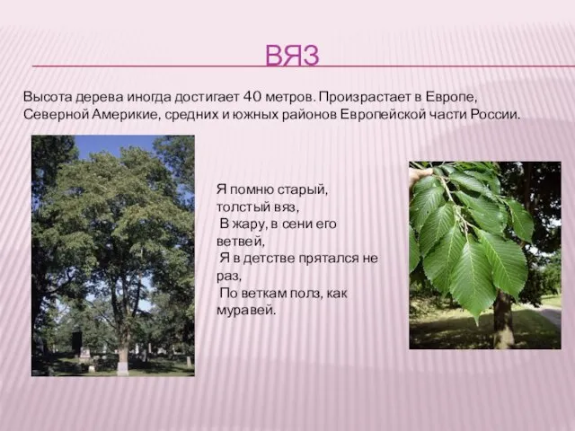 ВЯЗ Высота дерева иногда достигает 40 метров. Произрастает в Европе, Северной Америкие,