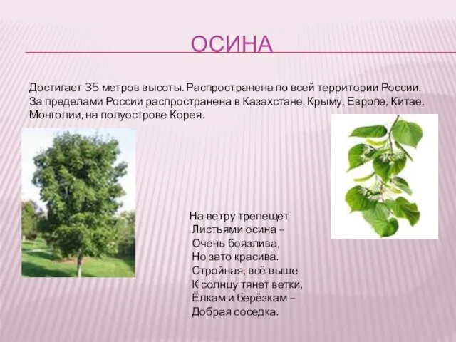 ОСИНА Достигает 35 метров высоты. Распространена по всей территории России. За пределами