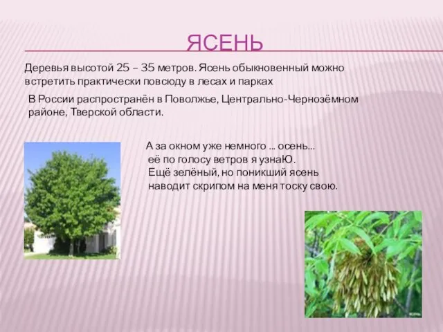 ЯСЕНЬ В России распространён в Поволжье, Центрально-Чернозёмном районе, Тверской области. Деревья высотой