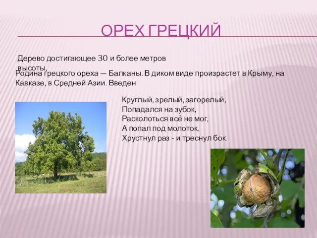 ОРЕХ ГРЕЦКИЙ Родина грецкого ореха — Балканы. В диком виде произрастет в