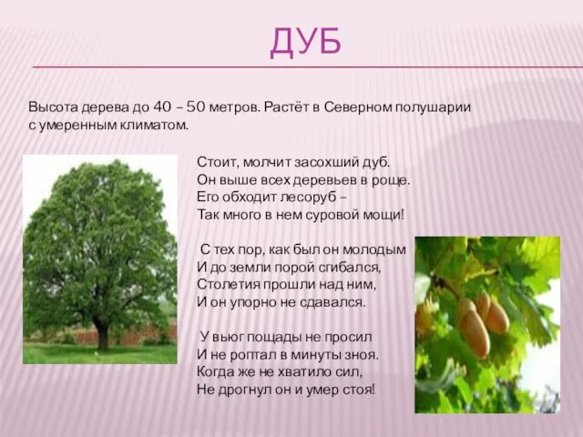 ДУБ Высота дерева до 40 – 50 метров. Растёт в Северном полушарии