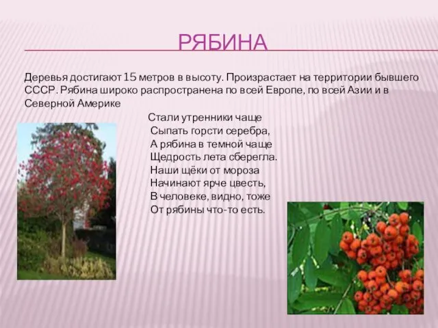 РЯБИНА Деревья достигают 15 метров в высоту. Произрастает на территории бывшего СССР.