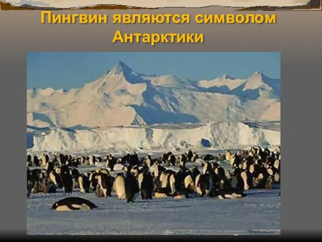Пингвин являются символом Антарктики
