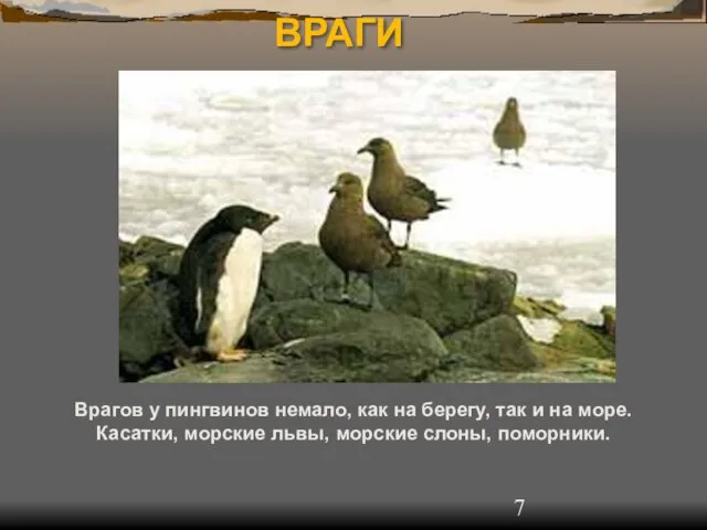 ВРАГИ Врагов у пингвинов немало, как на берегу, так и на море.