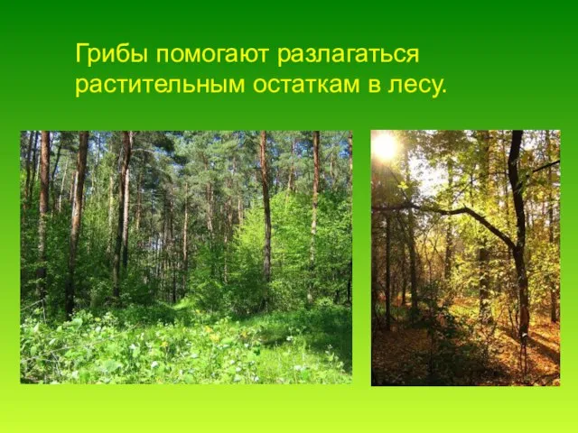 Грибы помогают разлагаться растительным остаткам в лесу.