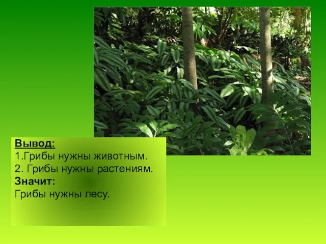 Вывод: 1.Грибы нужны животным. 2. Грибы нужны растениям. Значит: Грибы нужны лесу.