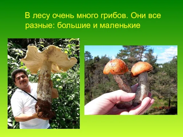 В лесу очень много грибов. Они все разные: большие и маленькие