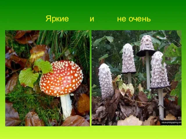 Яркие и не очень