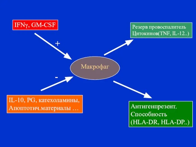 Макрофаг Резерв провоспалитель Цитокинов(TNF, IL-12..) Антигенпрезент. Способность (HLA-DR, HLA-DP..) IFNγ, GM-CSF IL-10,