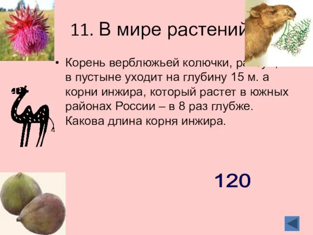 11. В мире растений Корень верблюжьей колючки, растущей в пустыне уходит на