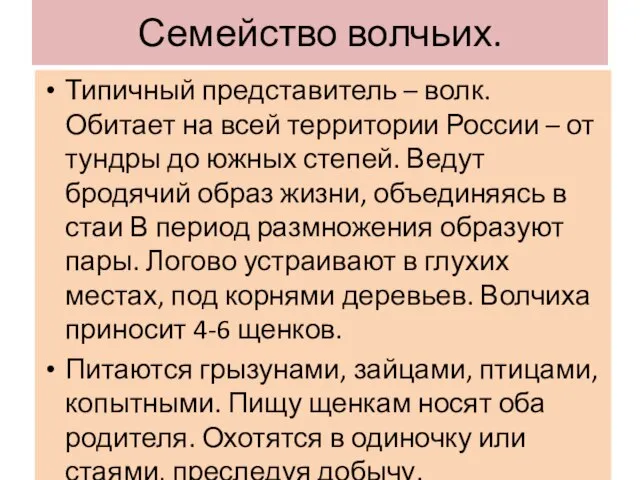 Семейство волчьих. Типичный представитель – волк. Обитает на всей территории России –