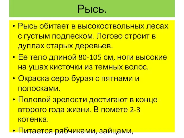 Рысь. Рысь обитает в высокоствольных лесах с густым подлеском. Логово строит в